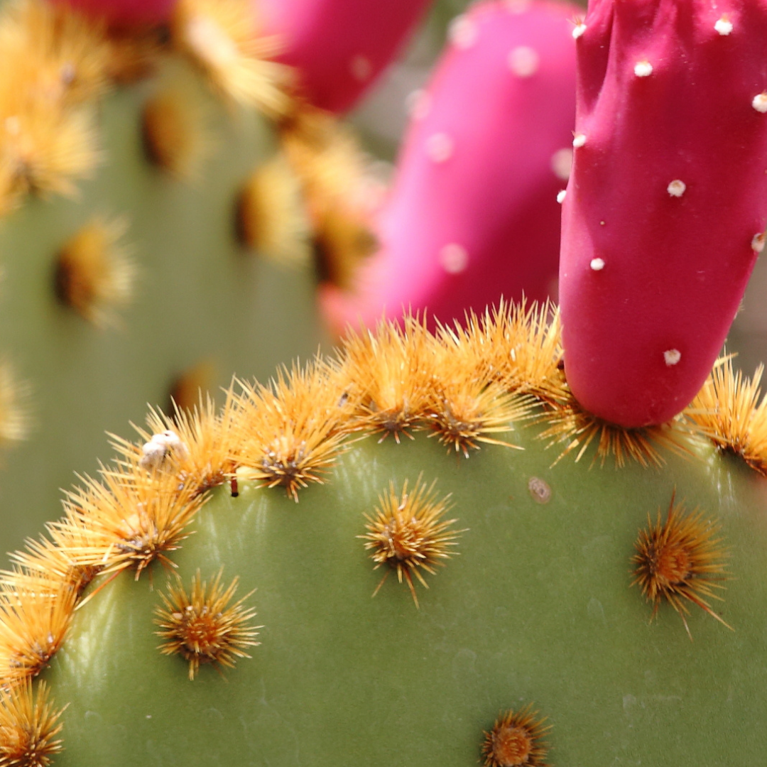 100% Natural Skincare and Makeup hero ingredient - Prickly Pear Seed Oil - Restores and moisturises the skin | Certified Vegan and Cruelty-Free | INIKA Organic