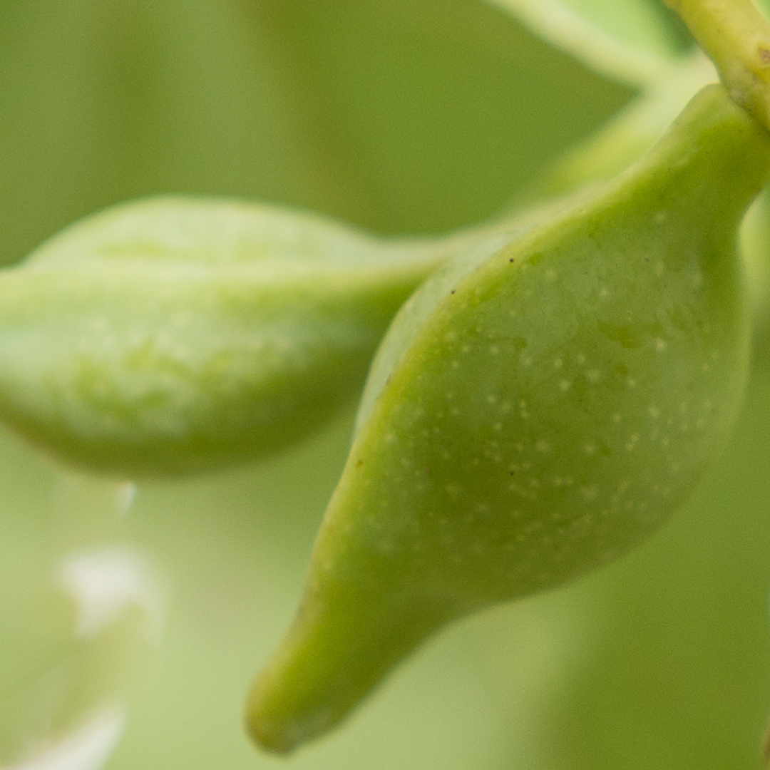 INIKA Organic | Kakadu plum 