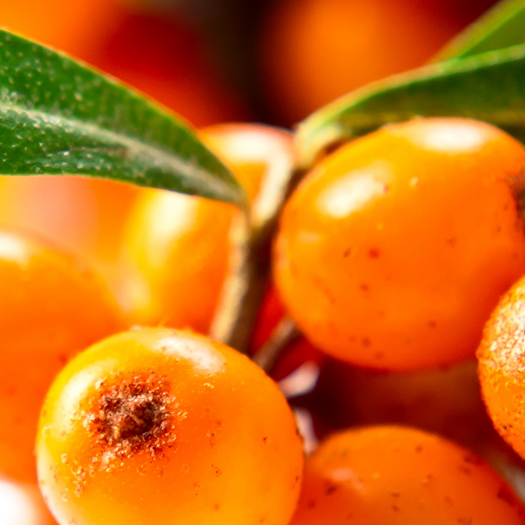 100% Natural Skincare and Makeup hero ingredient - Seabuckthorn Fruit Oil - helps boost collagen production | Certified Vegan and Cruelty-Free | INIKA Organic