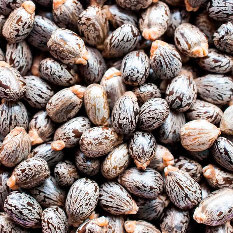100% Natural Skincare and Makeup hero ingredient - Castor Seed Oil - Moisture Relief and Skin Inflammation | Certified Vegan and Cruelty-Free | INIKA Organic