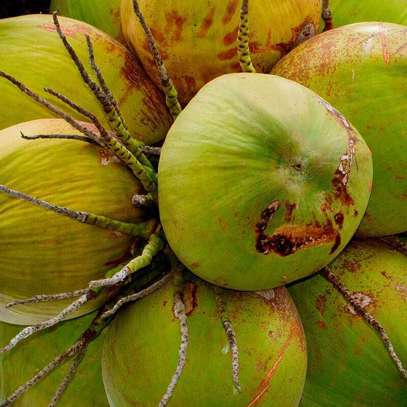100% Natural Skincare and Makeup hero ingredient - Coconut Oil - Assists the skin staying youthful and healthy | Certified Vegan and Cruelty-Free | INIKA Organic