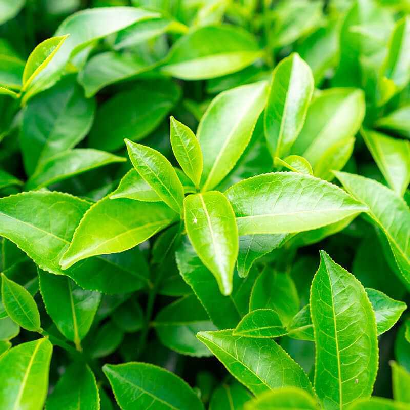 100% Natural Skincare and Makeup hero ingredient - Green Tea leaf extract - Calming and repairing damaged skin | Certified Vegan and Cruelty-Free | INIKA Organic