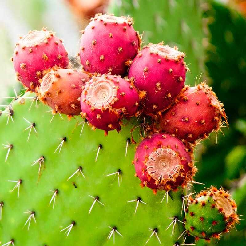 100% Natural Skincare and Makeup hero ingredient - Prickly Pear Seed Oil - Restores and moisturises the skin | Certified Vegan and Cruelty-Free | INIKA Organic